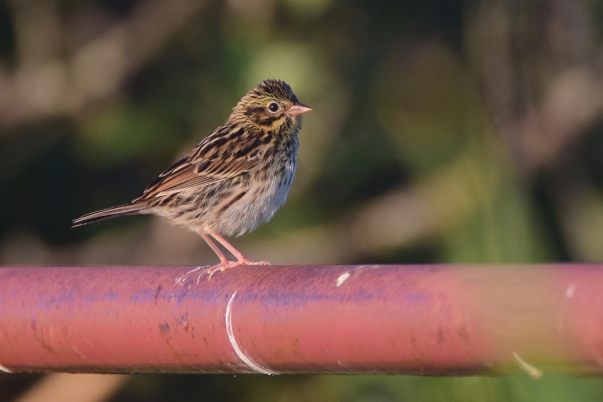 Savannah Sparrow - ML251384881