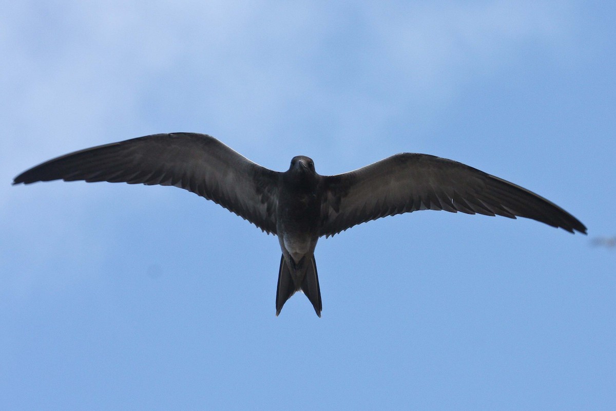 Sooty Tern - ML251385821