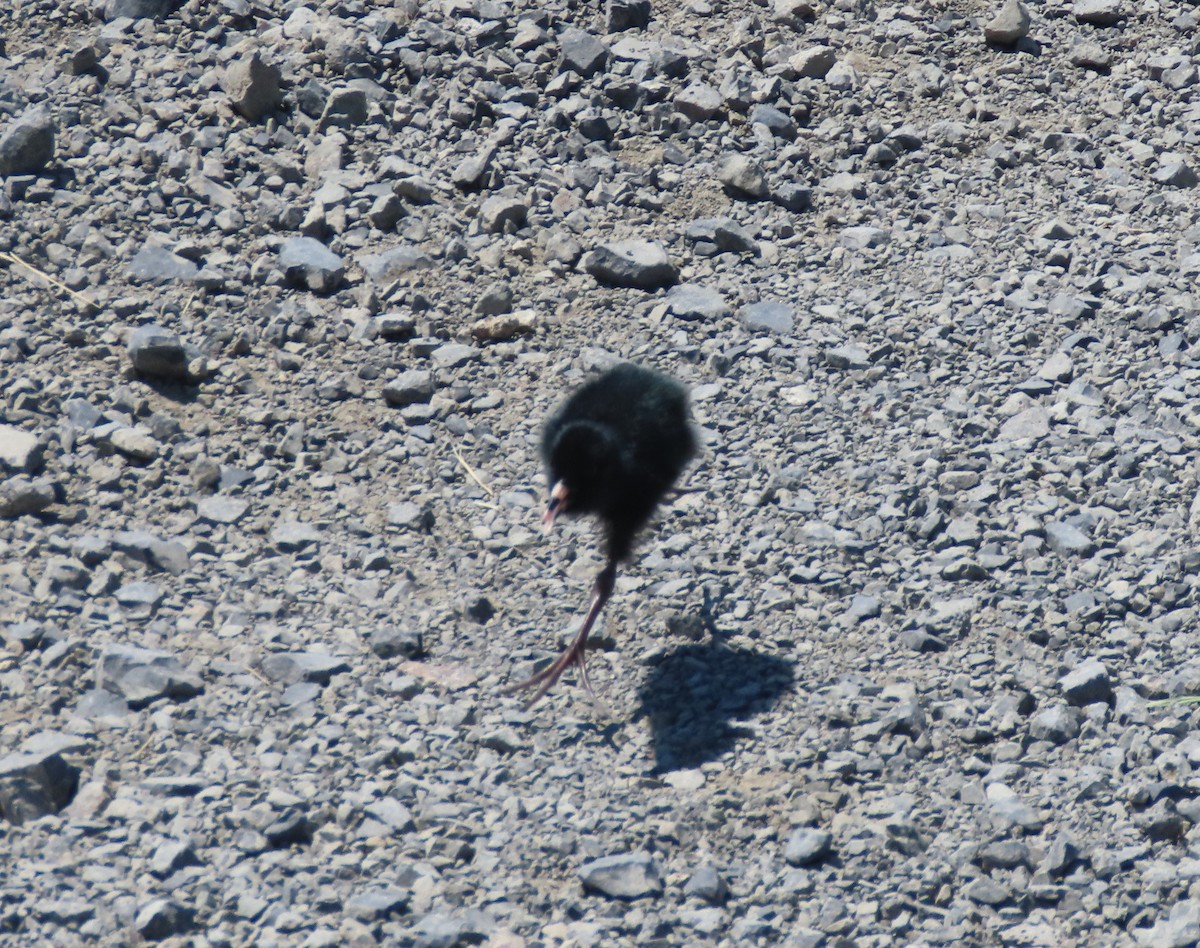 Virginia Rail - ML251386981