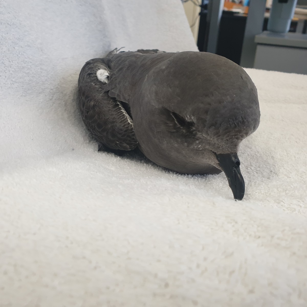 Kerguelen Petrel - Sean Jacques