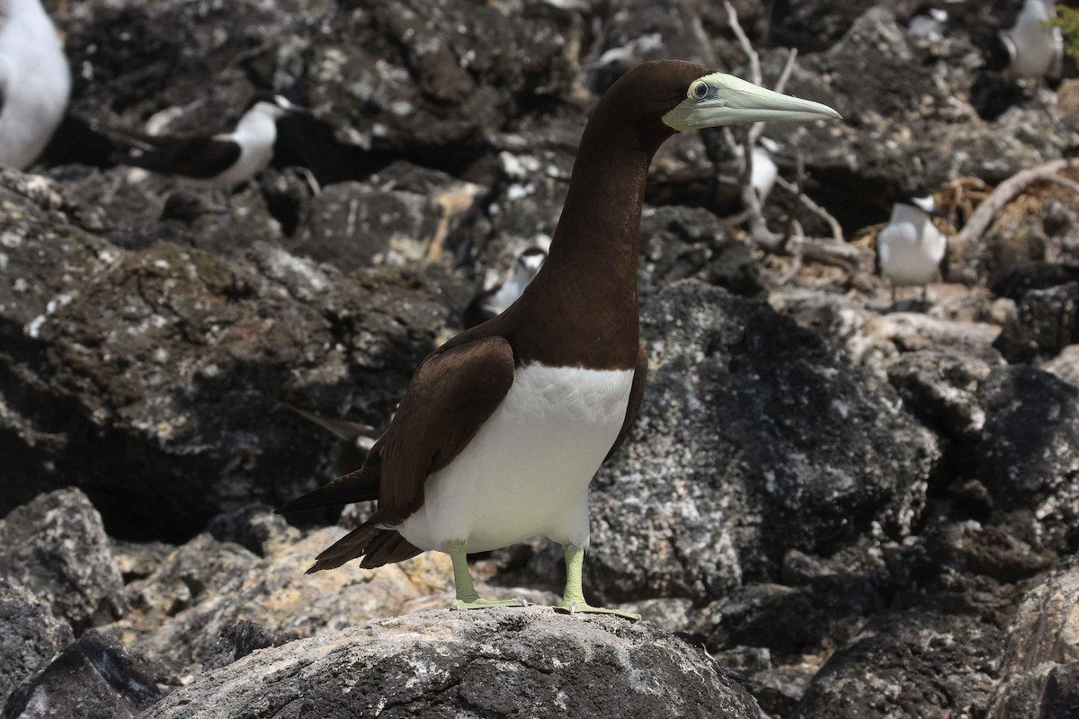 Brown Booby - ML251388041