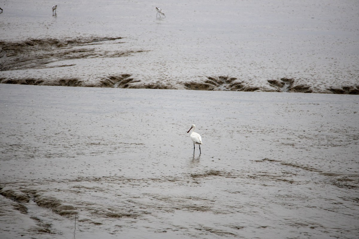 Eurasian Spoonbill - ML251388191