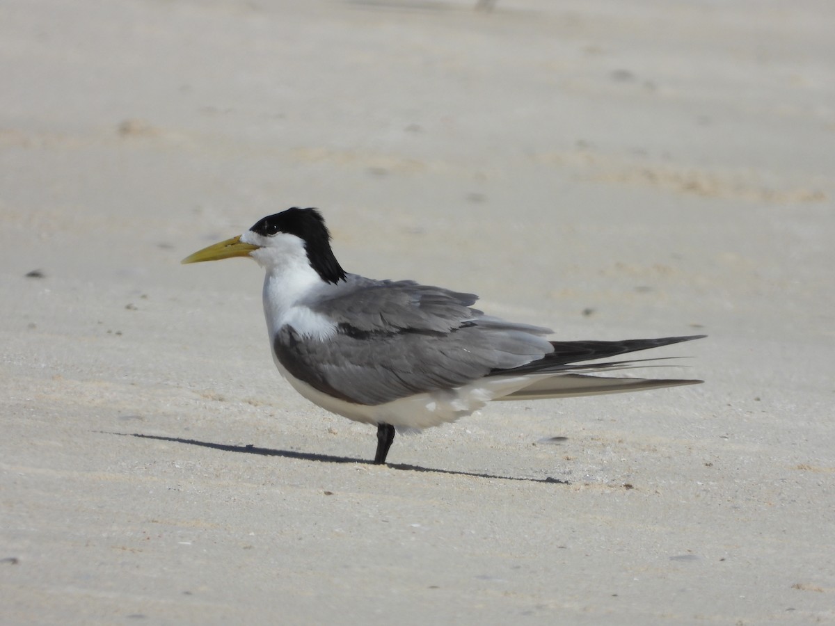 Great Crested Tern - Adrian Walsh