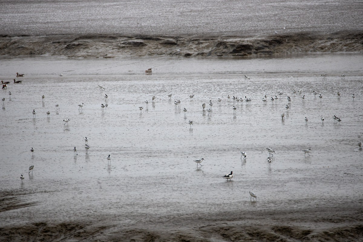 Avoceta Común - ML251388291