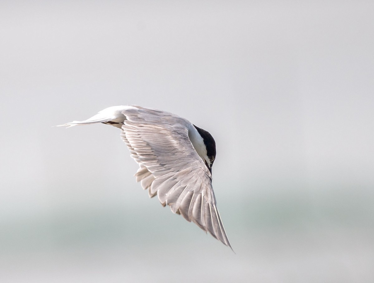 Common Tern - Kai Pflug