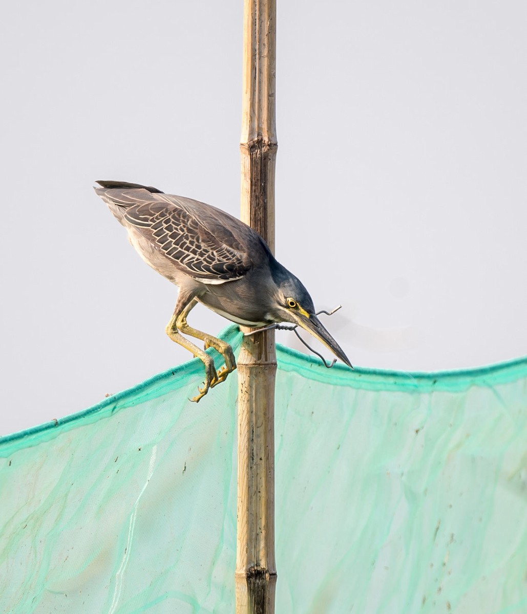 Striated Heron - ML251390901