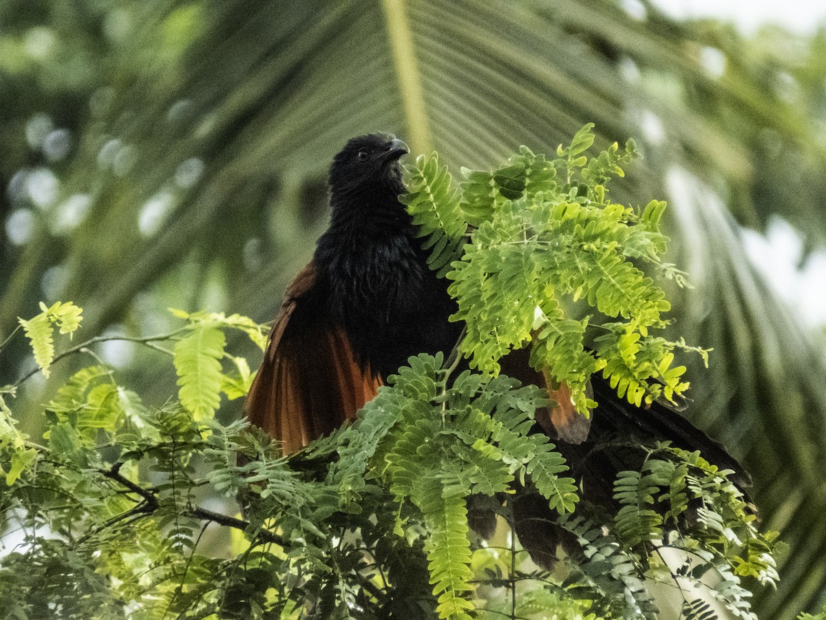 Greater Coucal - ML251392111