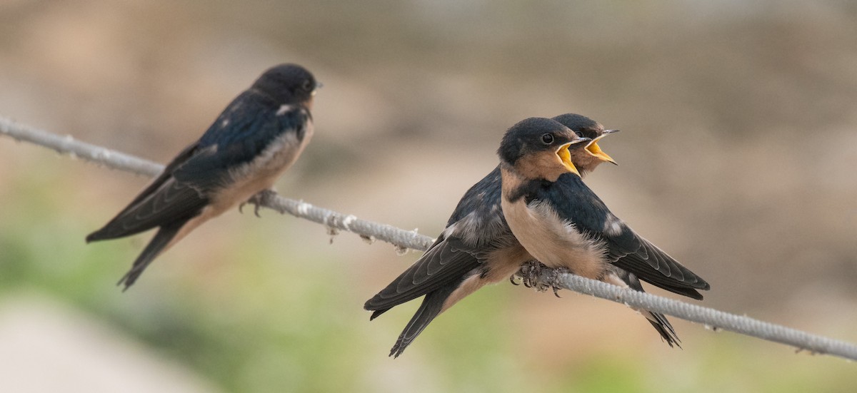 Barn Swallow - ML251392891