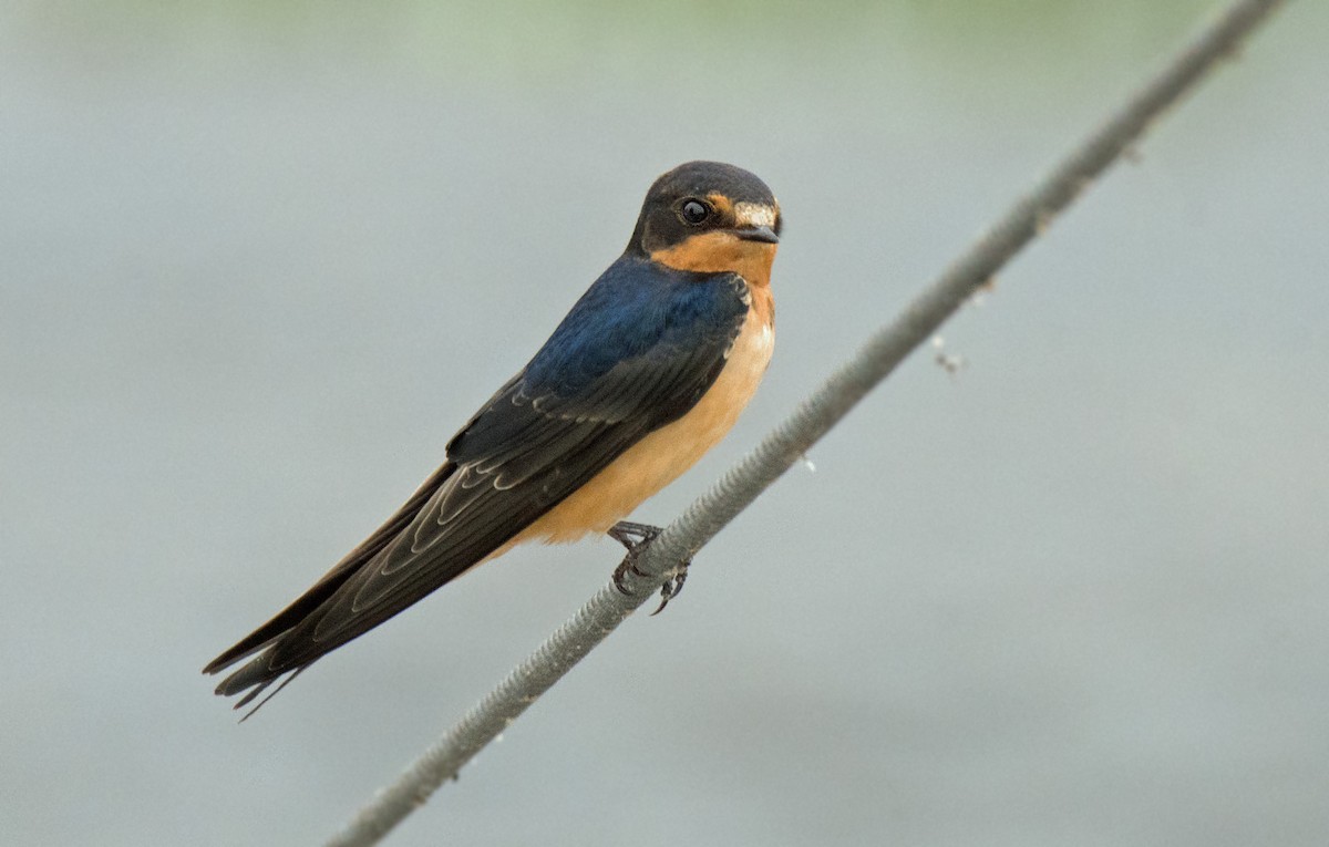 Barn Swallow - ML251393311