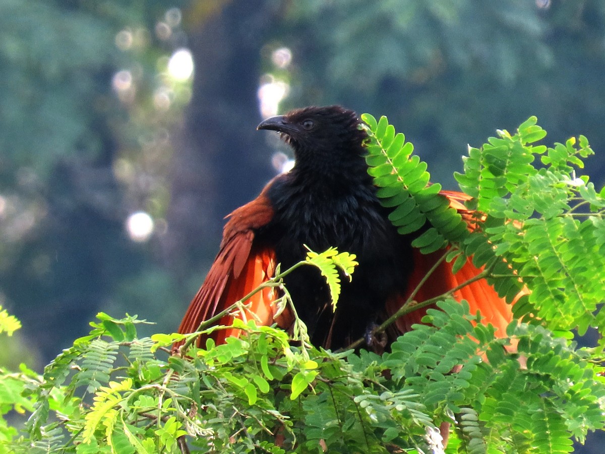 Greater Coucal - ML251393771