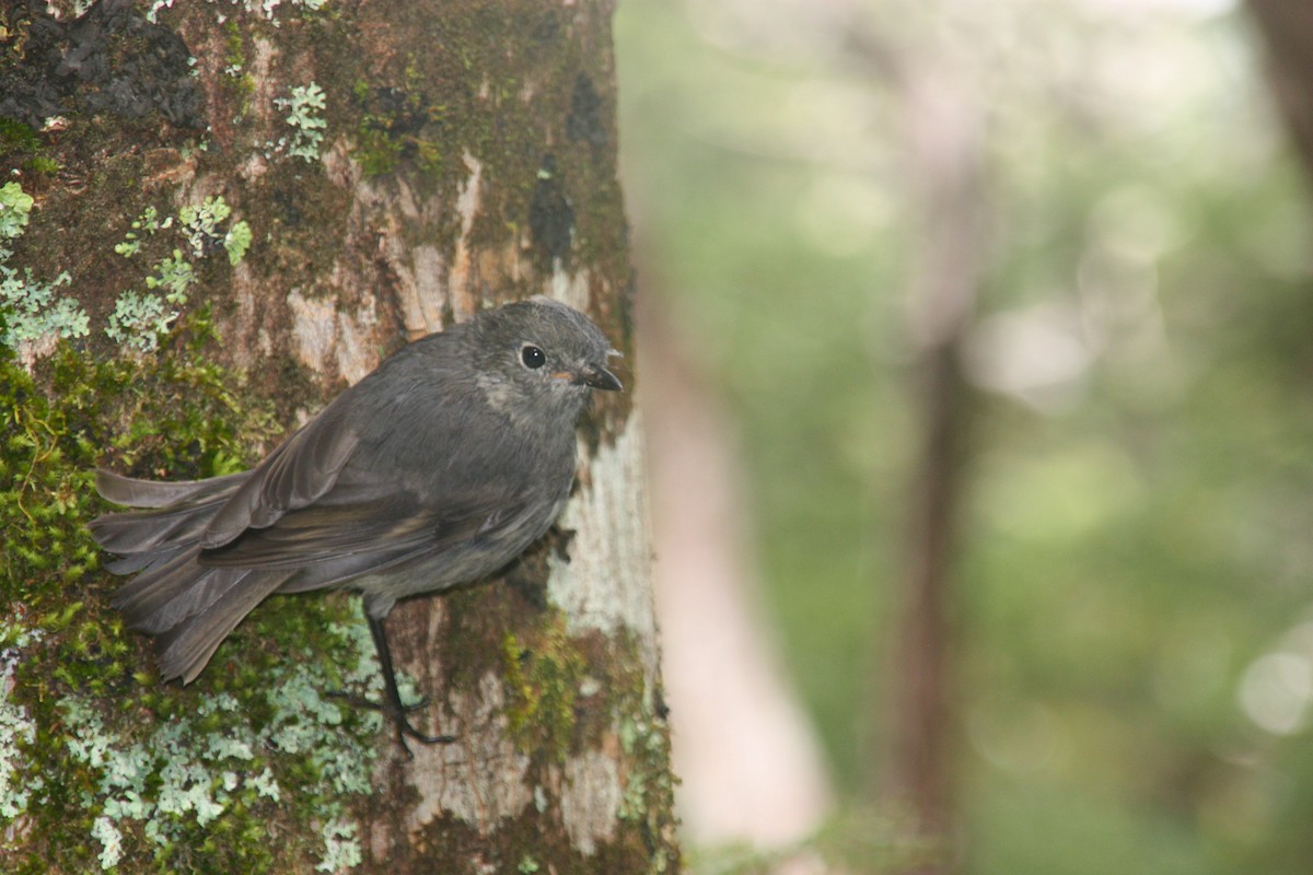 South Island Robin - Paulo Caseirito