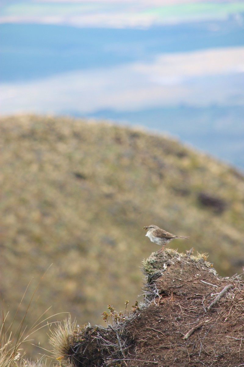 Pipit de Nouvelle-Zélande - ML251395191