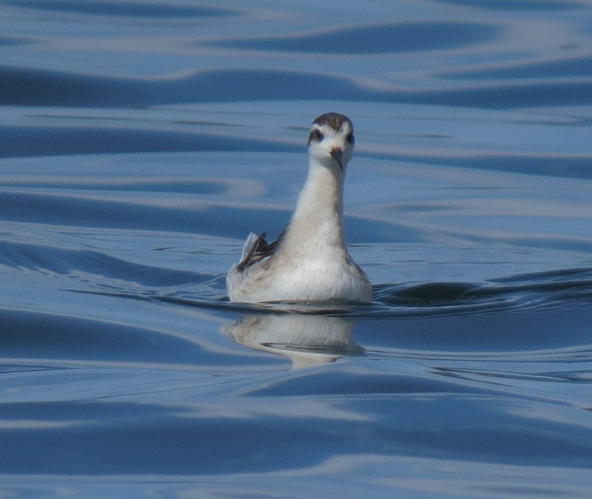 Нарийн сэлээхэй - ML25139541