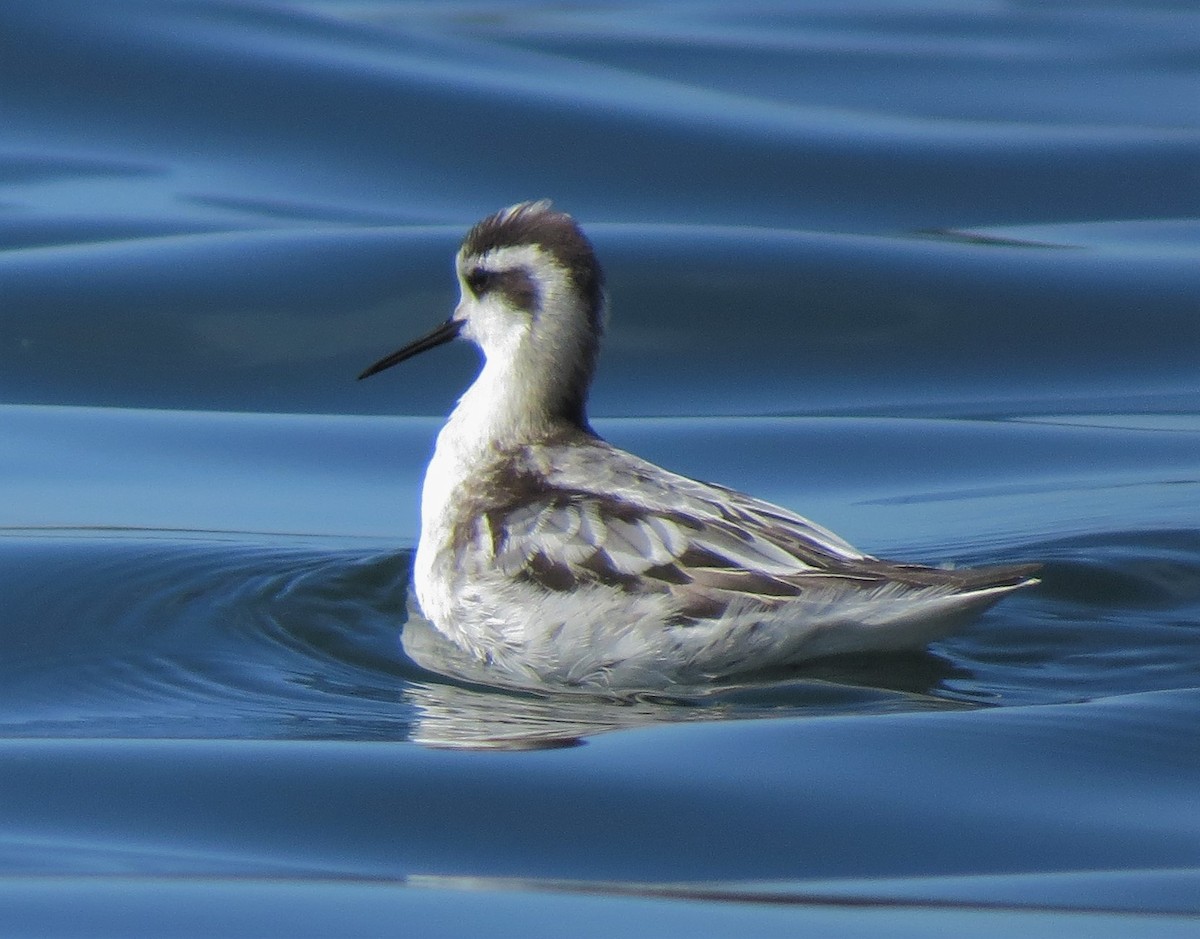 Нарийн сэлээхэй - ML25139551