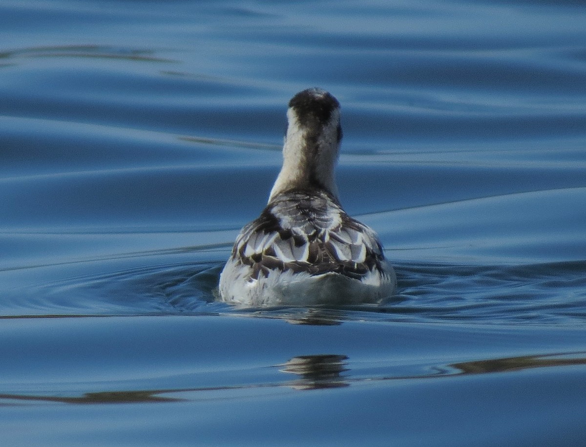 Нарийн сэлээхэй - ML25139561
