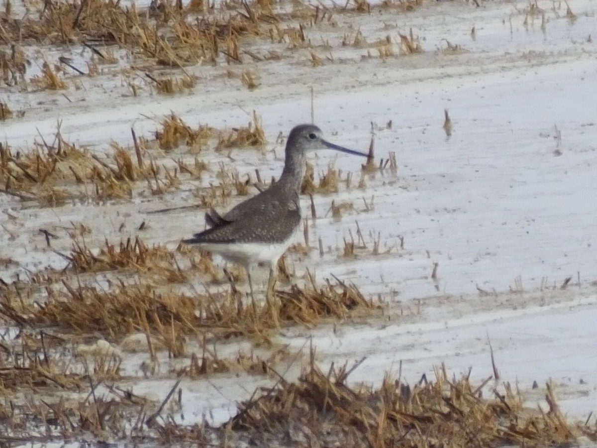 Greater Yellowlegs - Jon Becknell