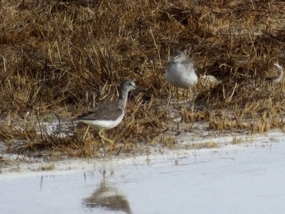 Greater Yellowlegs - Jon Becknell