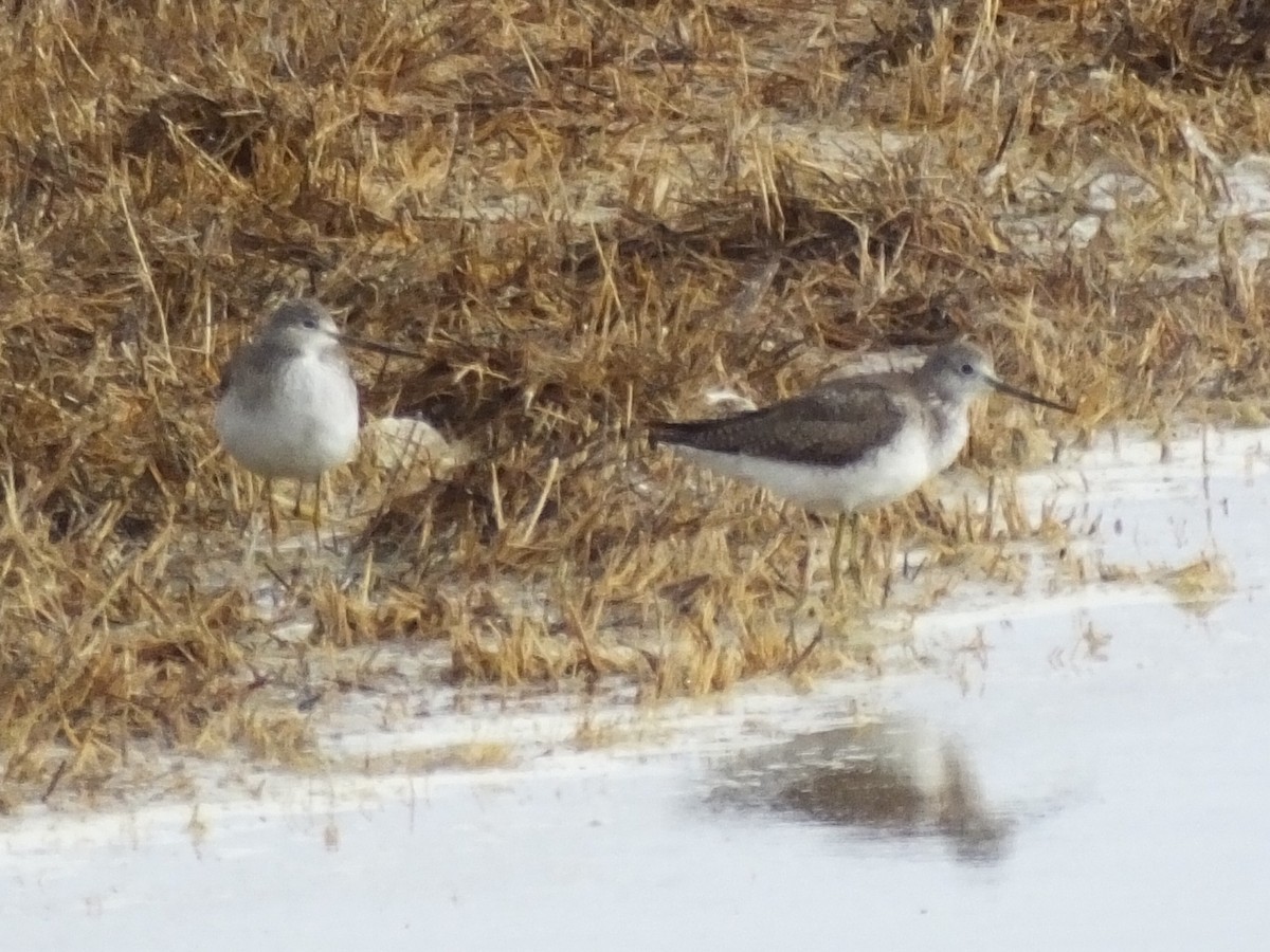 Greater Yellowlegs - ML25139761