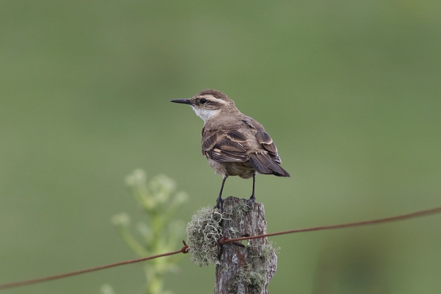 Long-tailed Cinclodes - ML251398121