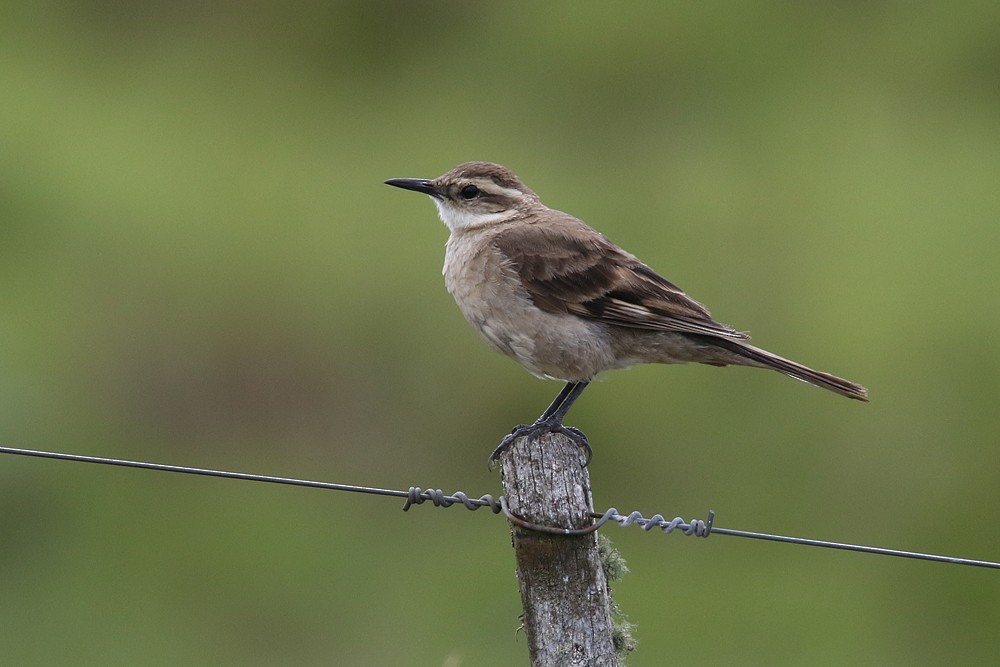 Long-tailed Cinclodes - ML251398151