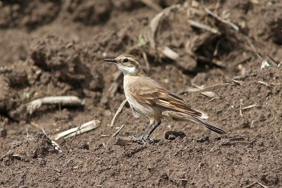 Long-tailed Cinclodes - ML251398191