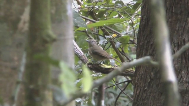 Variable Shrikethrush - ML251398311