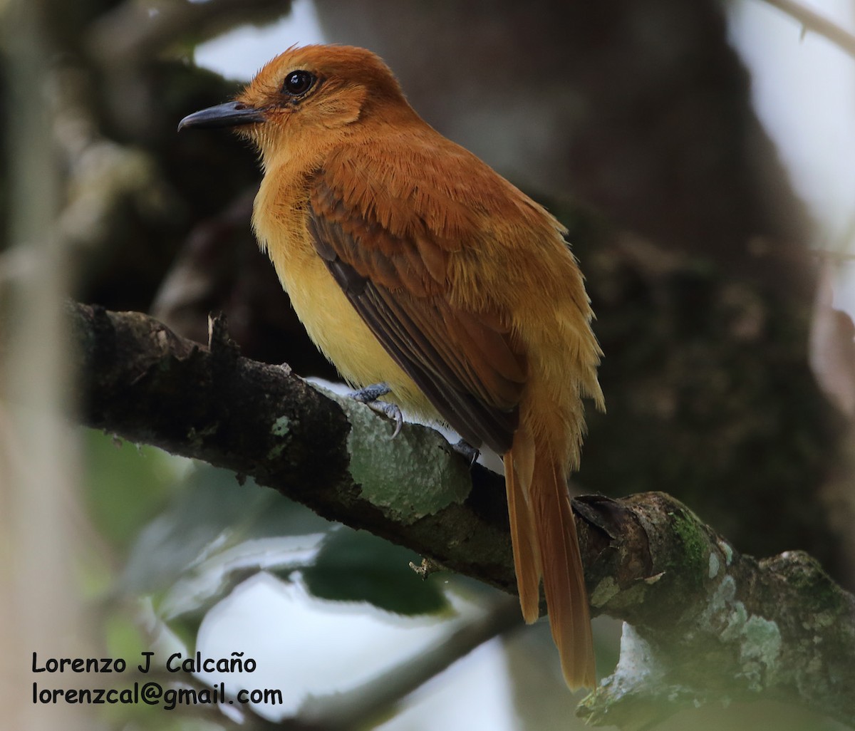 Cinnamon Attila - Lorenzo Calcaño