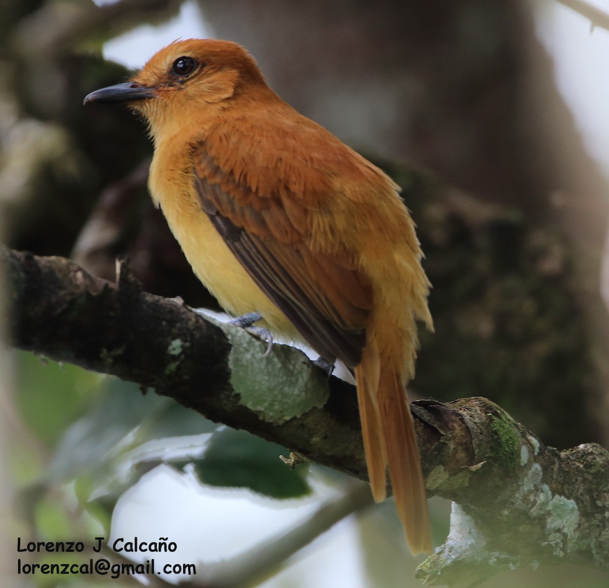 Cinnamon Attila - Lorenzo Calcaño