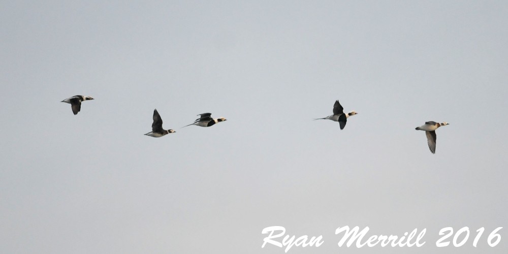 Long-tailed Duck - Ryan Merrill
