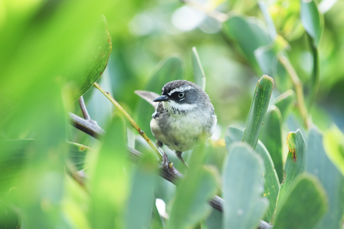 White-browed Scrubwren - ML251403111