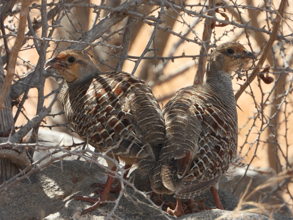 Gray Francolin - ML251403141