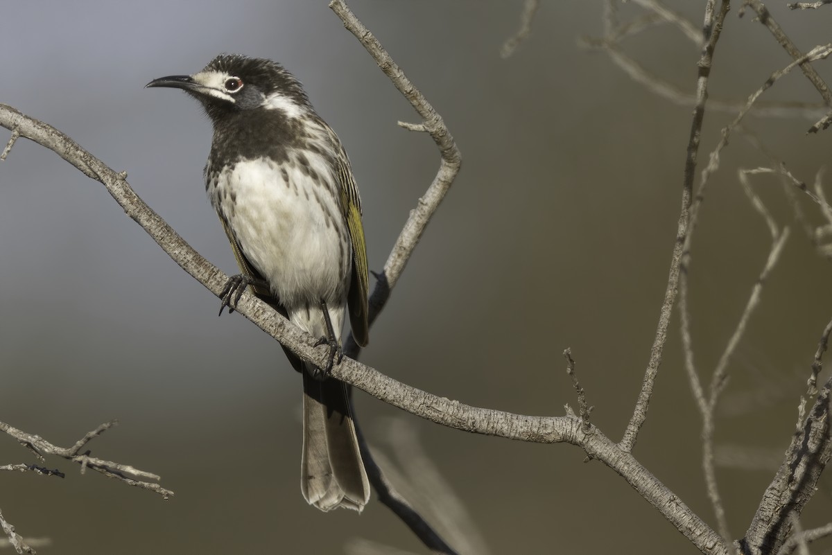 White-fronted Honeyeater - ML251403231