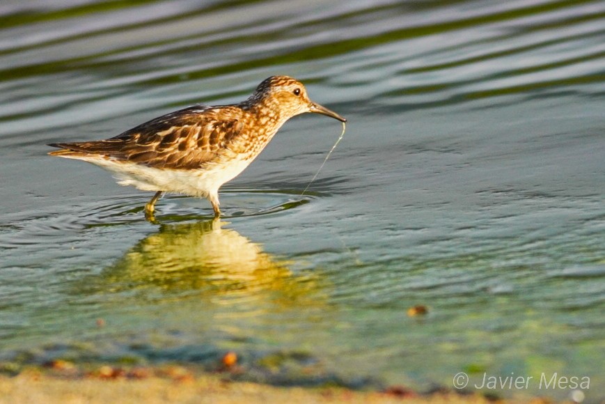 pygmésnipe - ML251405311