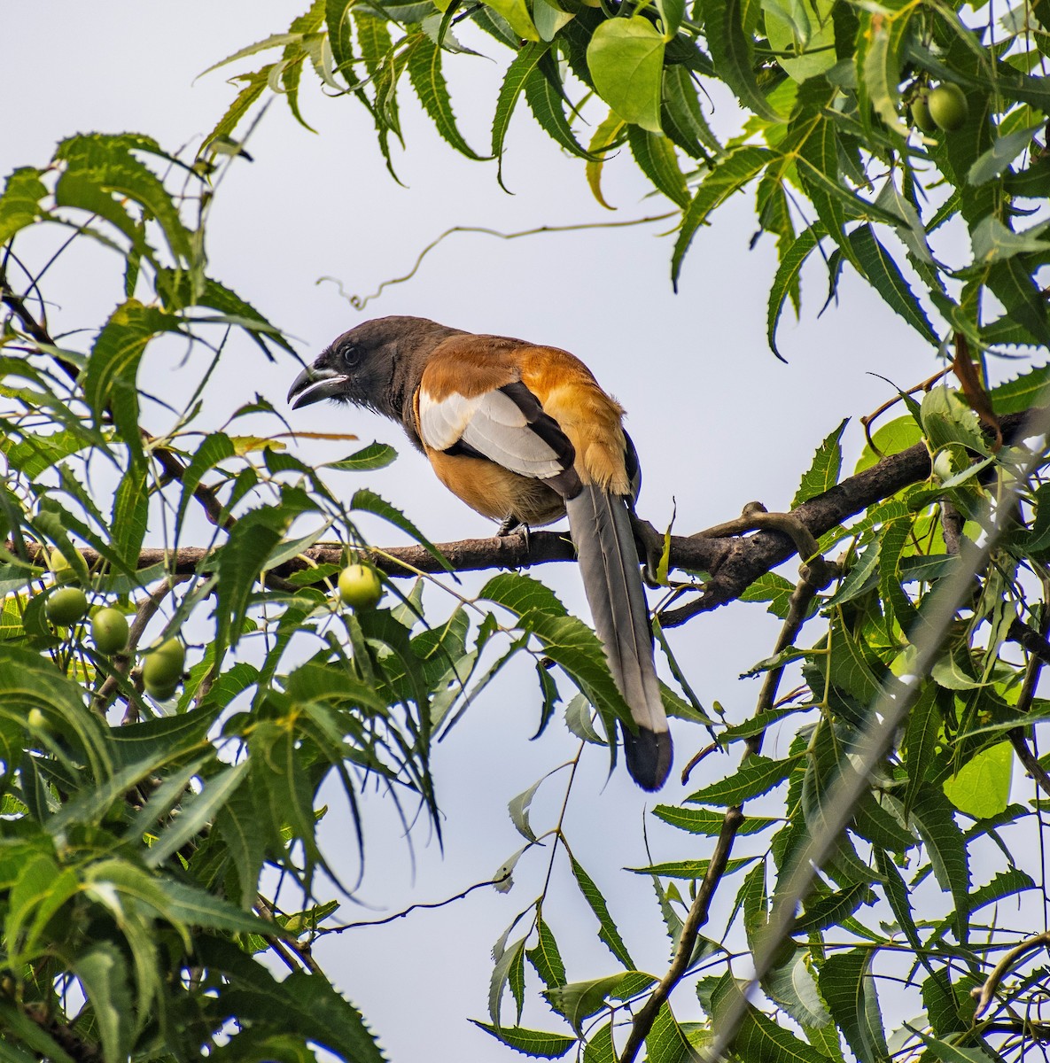 Rufous Treepie - ML251405451