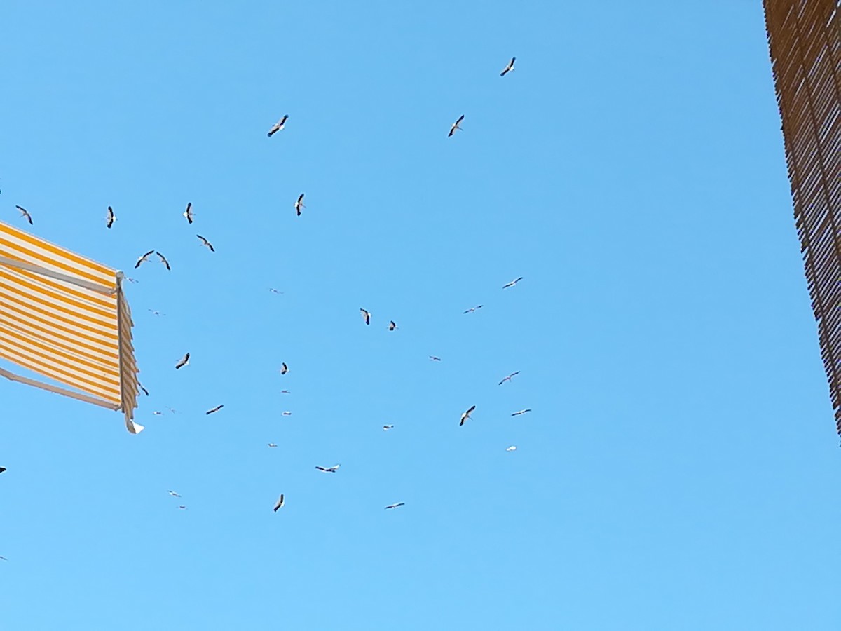 White Stork - ML251405671