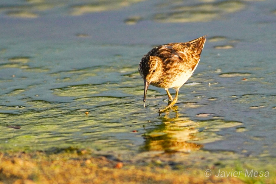 Wiesenstrandläufer - ML251406791