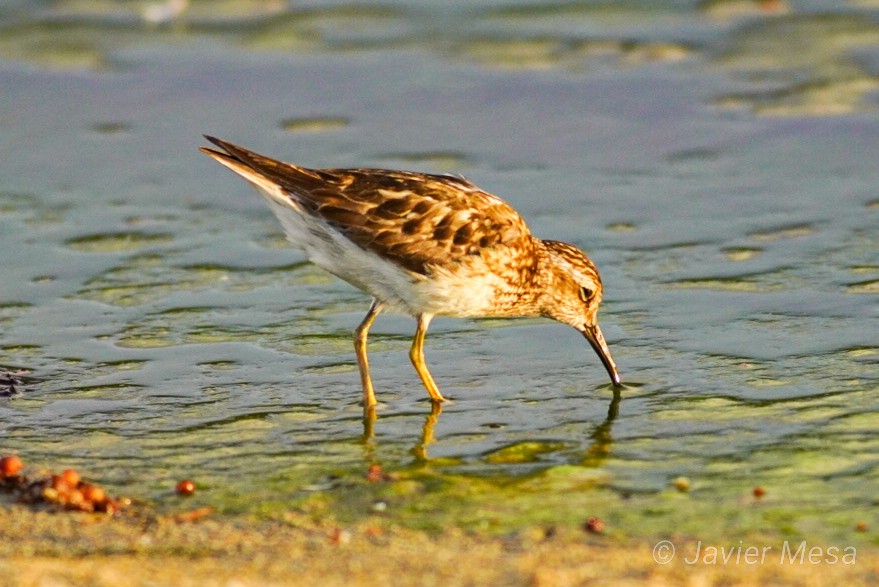 Wiesenstrandläufer - ML251406841