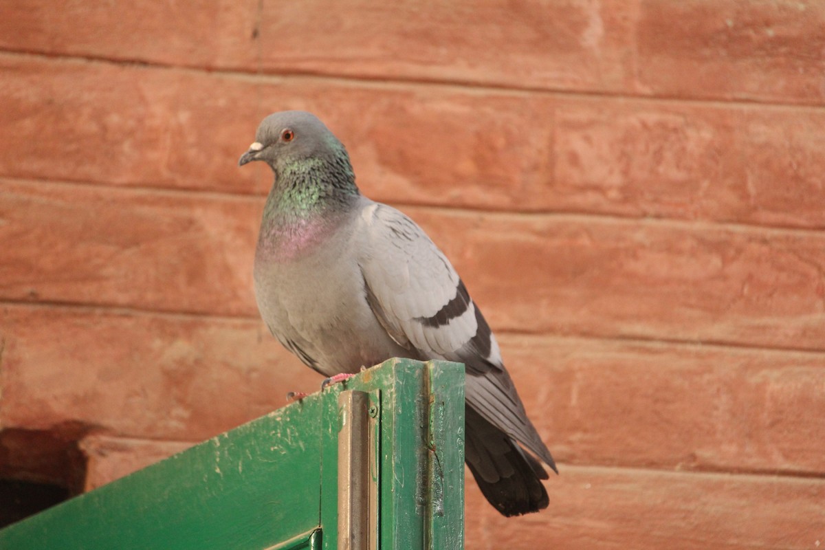 Pigeon biset - ML251407341