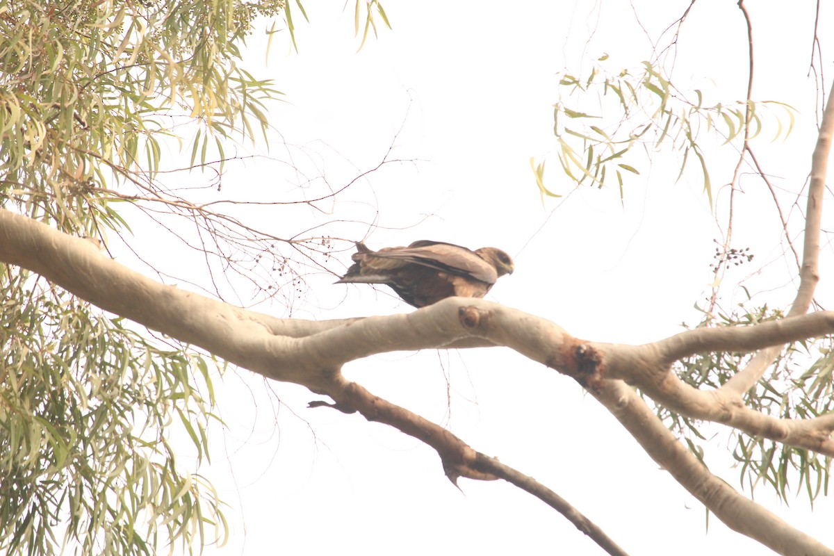 Black Kite - ML251408171