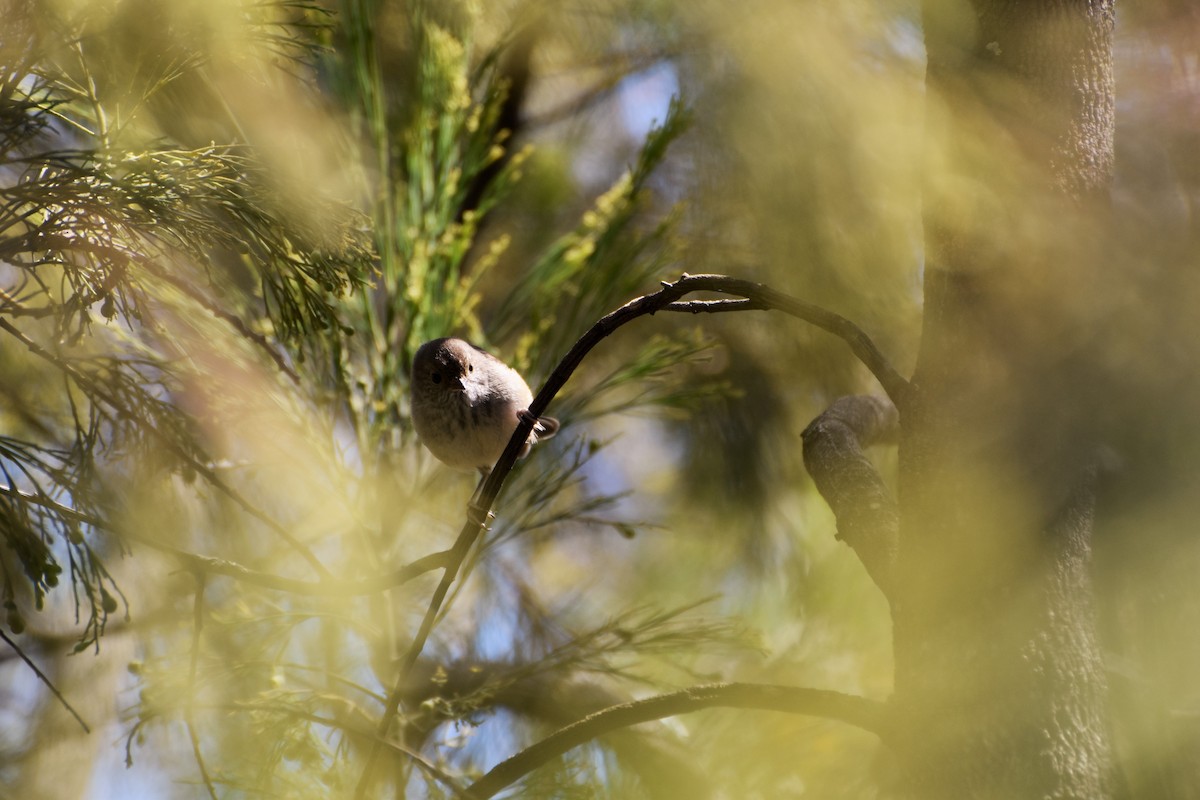 Tasmanian/Brown Thornbill - ML251408211