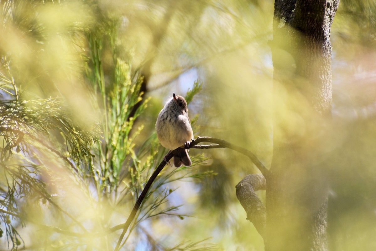 Tasmanian/Brown Thornbill - ML251408221