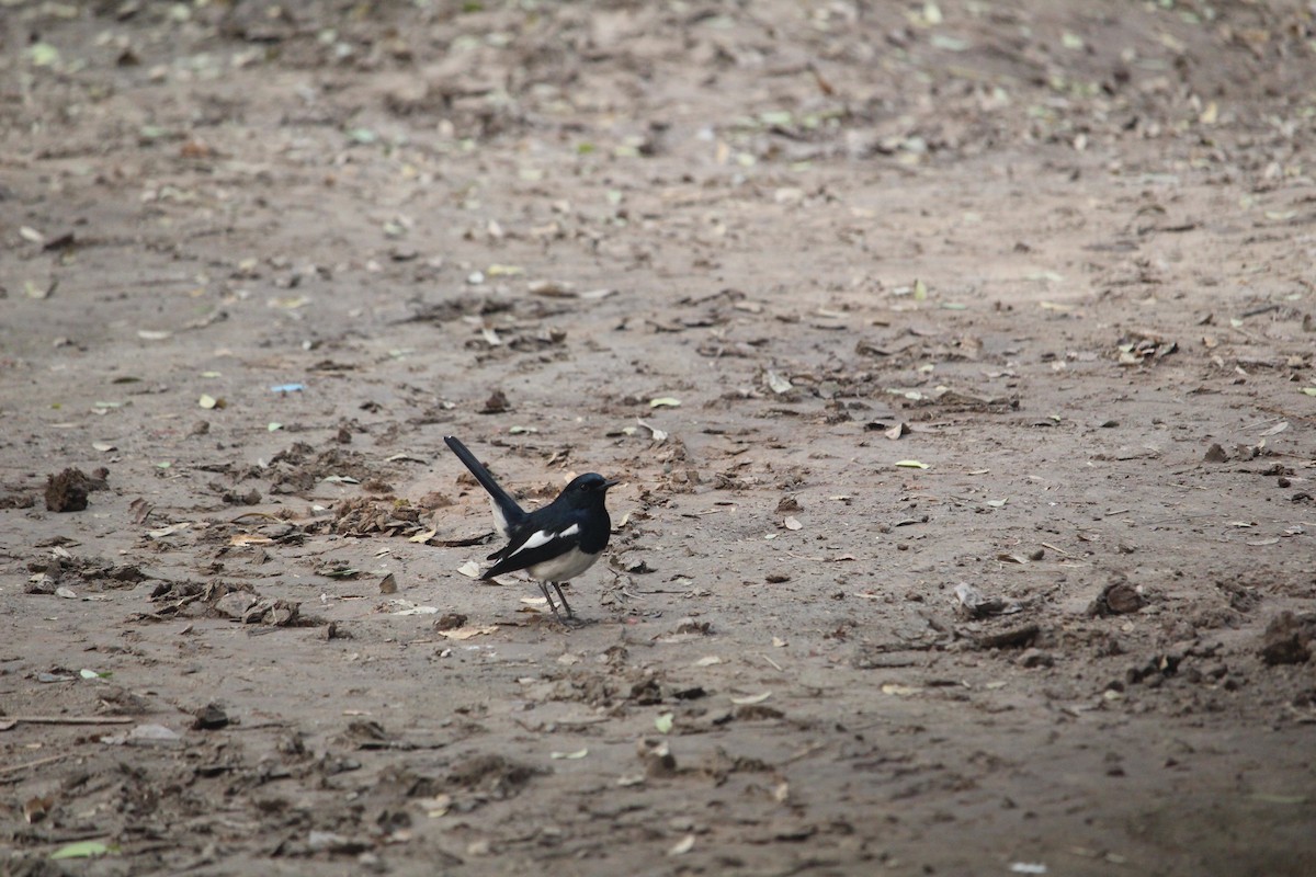 Oriental Magpie-Robin - ML251408561