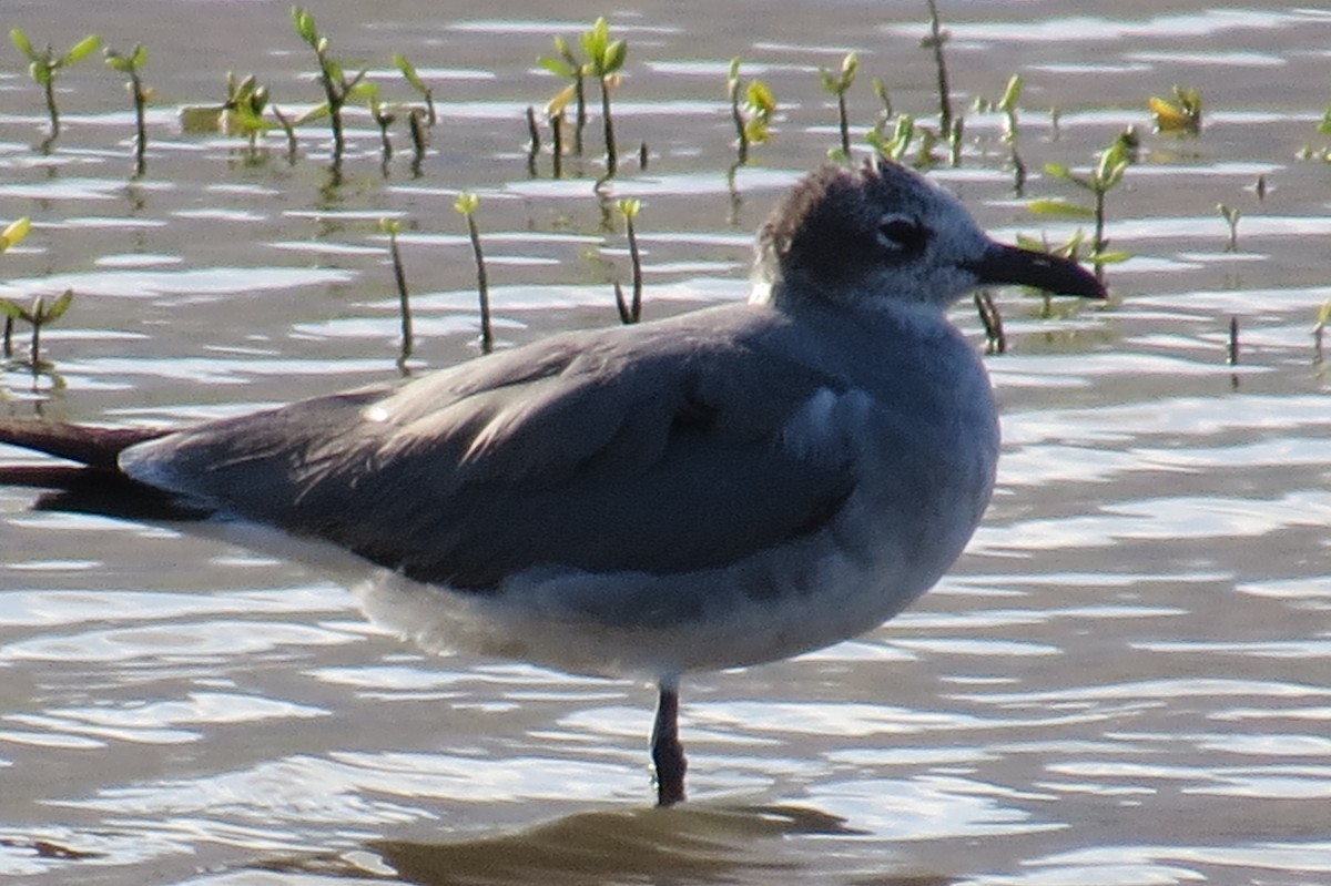 Mouette atricille - ML25141031