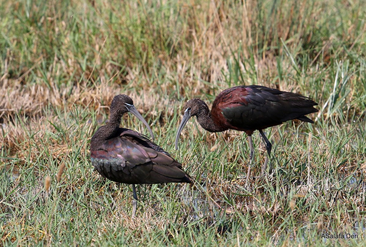 ibis hnědý - ML251410621