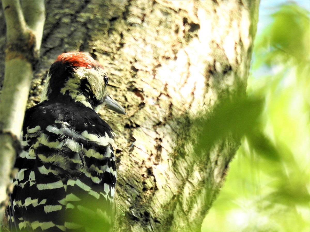 White-backed Woodpecker - ML251410931