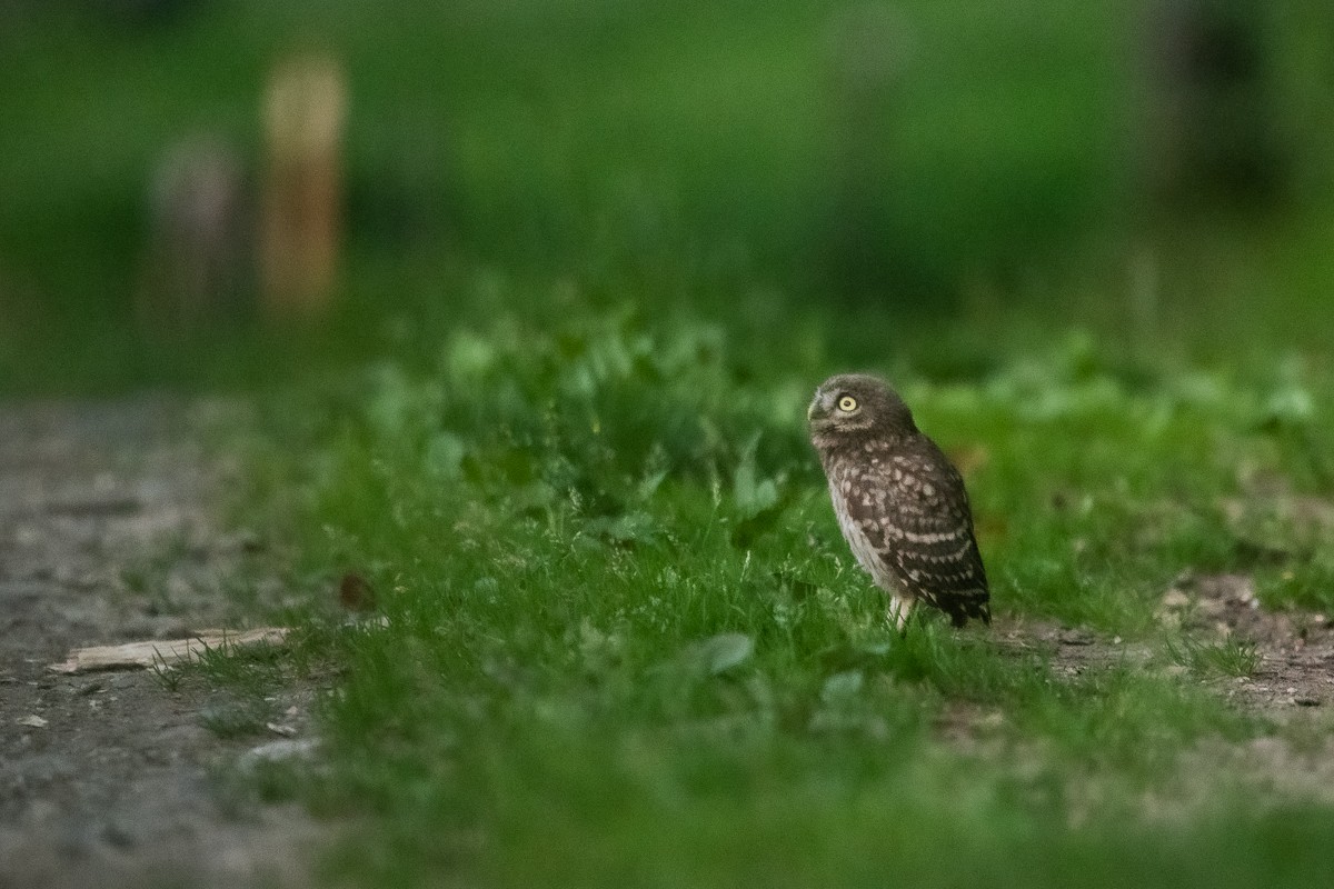 Little Owl (Little) - Frédéric Bacuez