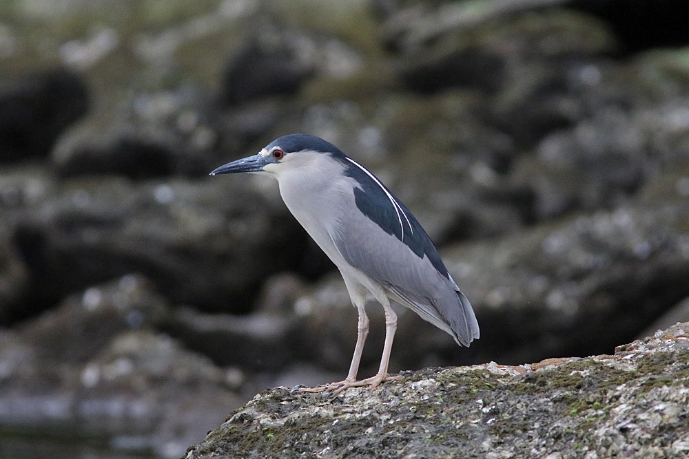 Black-crowned Night Heron - Brendan Ryan