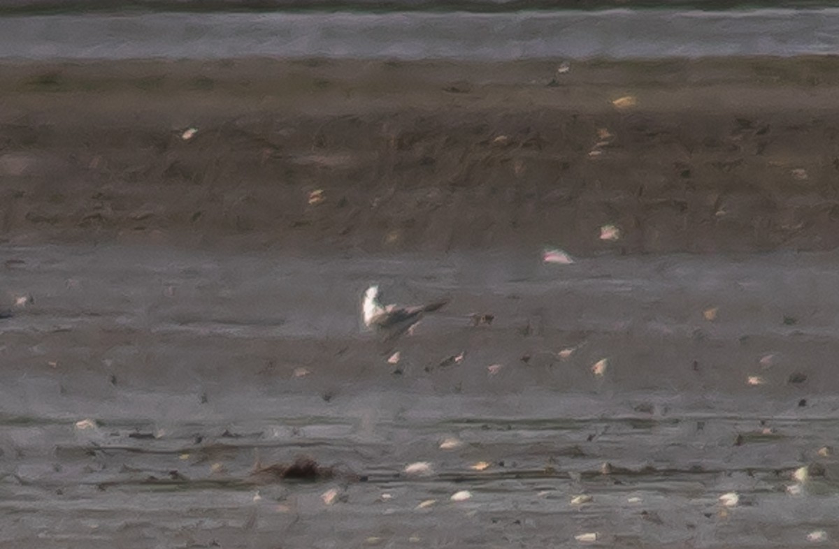 Least Tern - ML251411611