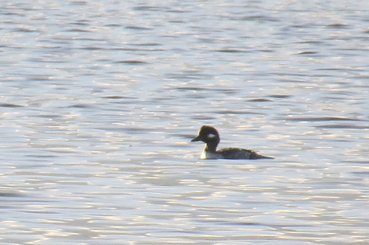 Bufflehead - ML25141191