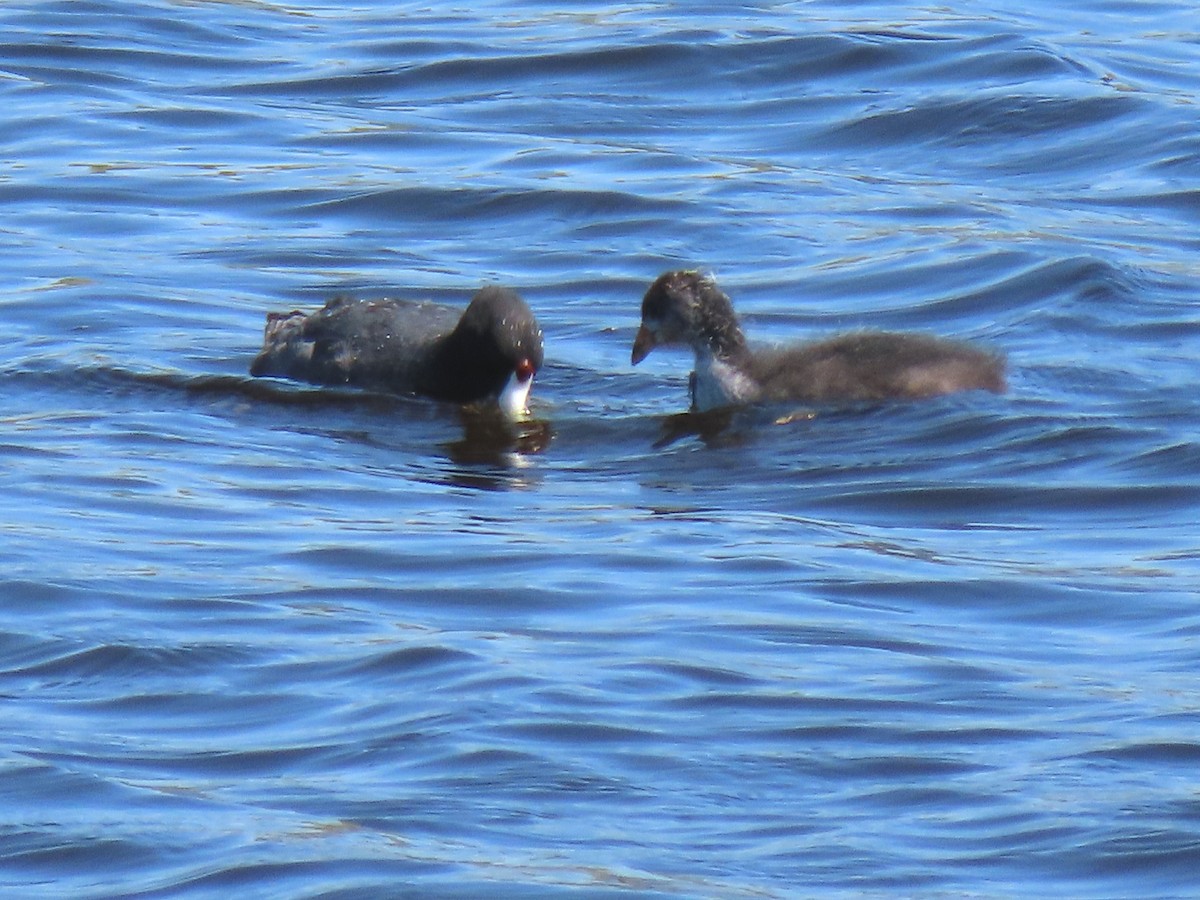 American Coot - ML251411981